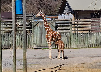 Knoxville Places To See Zoo Knoxville