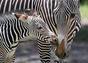 Miami Places To See Zoo Miami