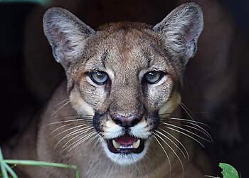 Miami Places To See Zoo Miami