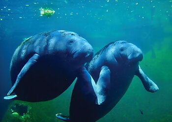 Tampa Places To See ZooTampa at Lowry Park