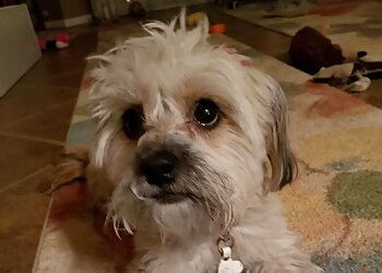 North Las Vegas Dog Walkers Zookeepers Pet Sitting, LLC