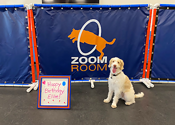 Zoom Room Chandler - Chandler, AZ Dog Training - Service Image