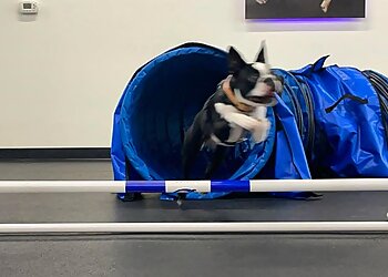 Austin Dog Training Zoom Room Dog Training