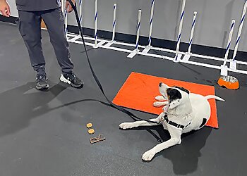 Colorado Springs Dog Training Zoom Room Dog Training