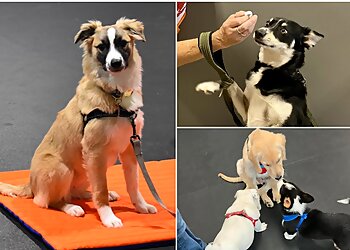 Colorado Springs Dog Training Zoom Room Dog Training