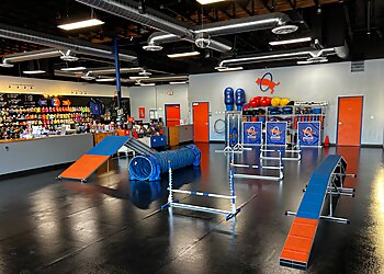 Glendale Dog Training Zoom Room Dog Training