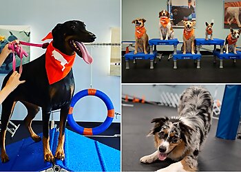 Glendale Dog Training Zoom Room Dog Training