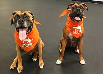 Huntington Beach Dog Training Zoom Room Dog Training