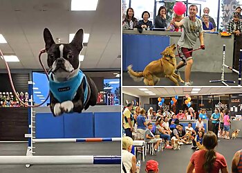 Huntington Beach Dog Training Zoom Room Dog Training