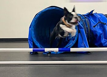 Los Angeles Dog Training Zoom Room Dog Training