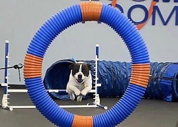 Reno Dog Training Zoom Room Dog Training