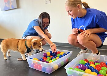 Seattle Dog Training Zoom Room Dog Training