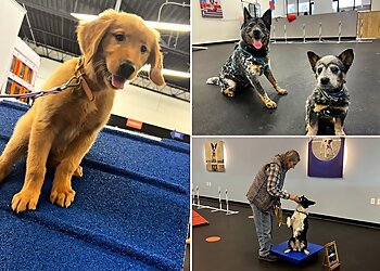 Seattle Dog Training Zoom Room Dog Training