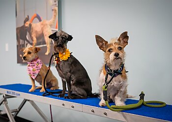 Virginia Beach Dog Training Zoom Room Dog Training
