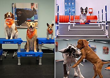 Virginia Beach Dog Training Zoom Room Dog Training