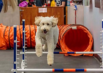 Lincoln Dog Training Zoom Room Lincoln