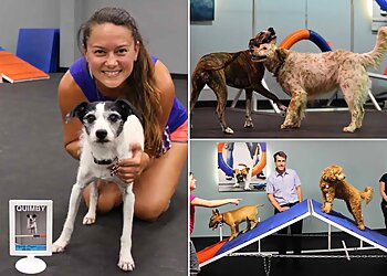 Lincoln Dog Training Zoom Room Lincoln