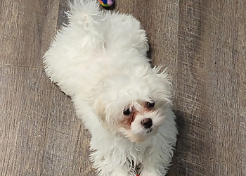 Overland Park Veterinary Clinics easyvet Veterinarian Overland Park